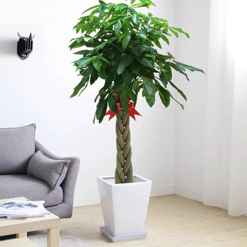 大型辫子发财树盆栽植物室内招财小盆景客厅美观摆件四季常青发财