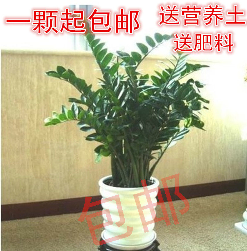 新房盆栽 金钱树室内客厅 大型大型绿植/成品组合盆