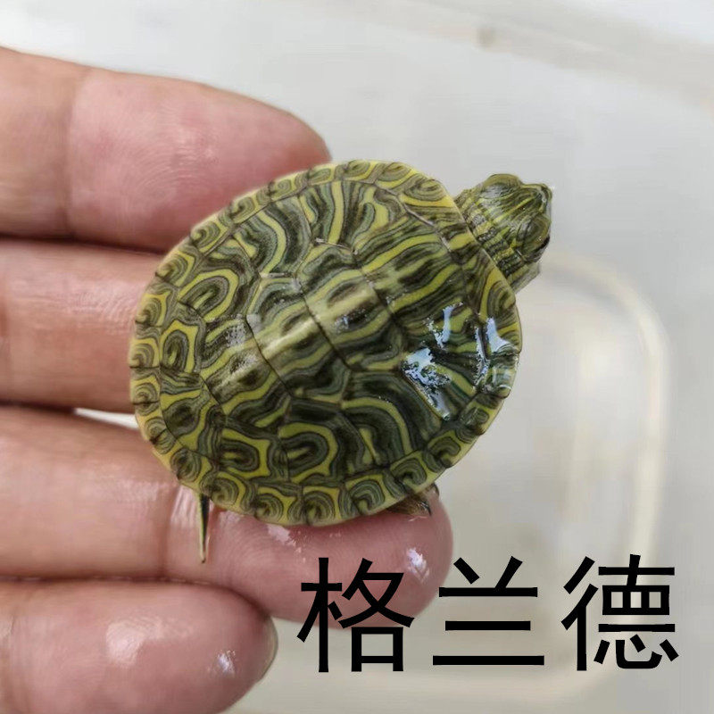 格兰德网红七彩龟苗小龟五彩油彩巴西龟活体水乌龟斑彩深水宠物龟