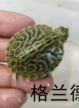 格兰德网红七彩龟苗小龟五彩油彩巴西龟活体水乌龟斑彩深水宠物龟