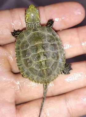 日本石龟杂草龟杂乌龟苗活体宠物招财家养小乌龟中华草龟日石头苗