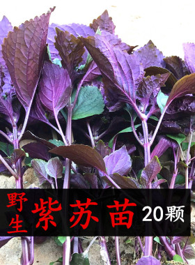 农家野生新鲜带根带土紫苏叶苗20棵大苏子叶盆栽绿植去腥食用香料