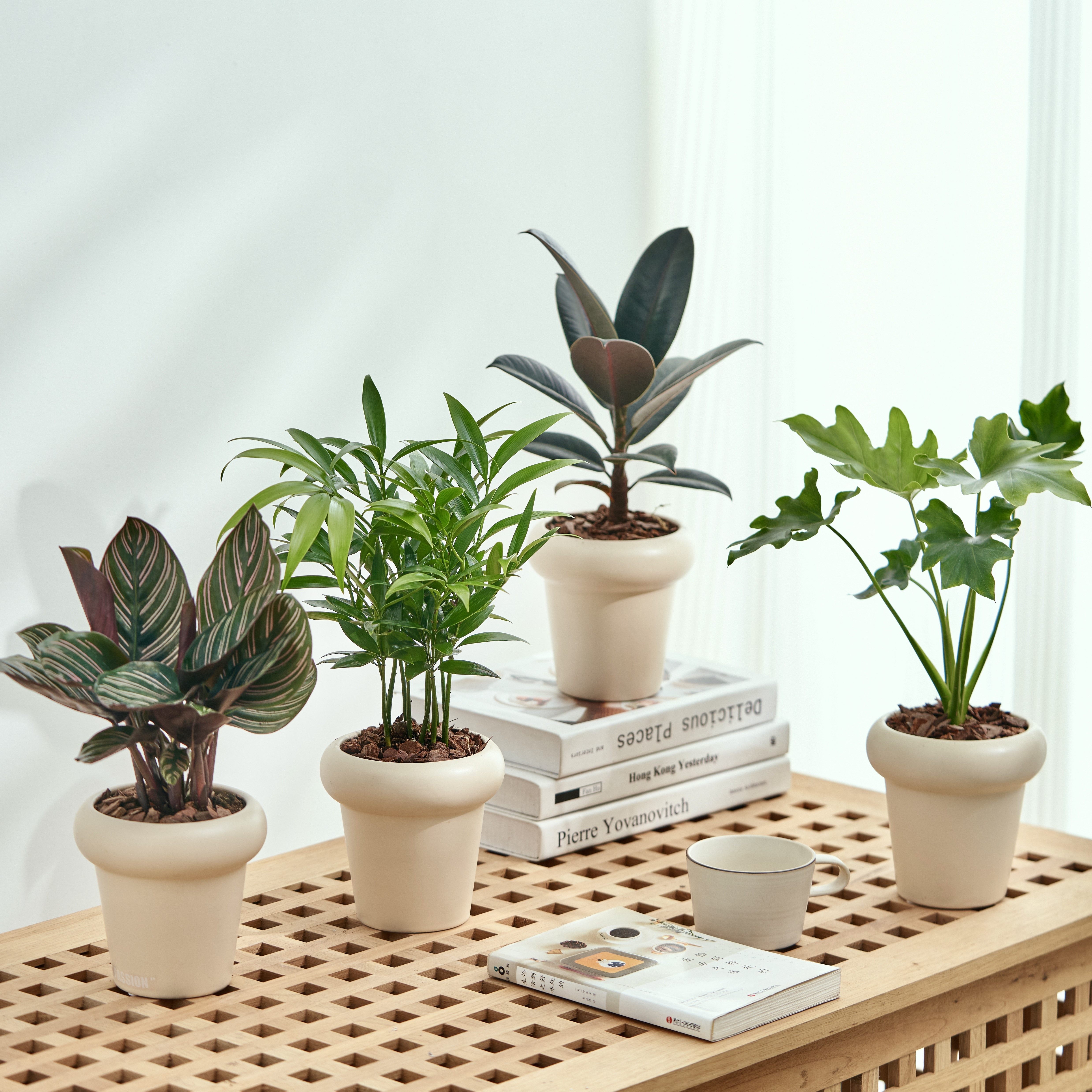 北欧客厅四季室内花卉绿植罗汉松发财树桌面小盆栽好养办公室植物