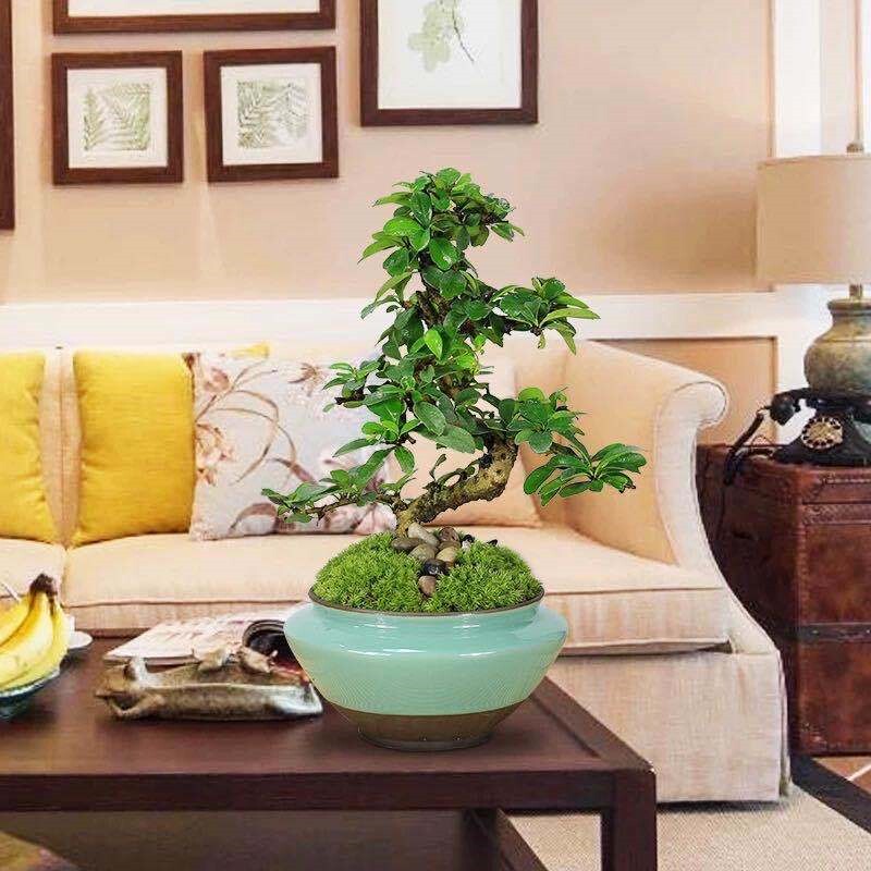 福建茶悬崖盆景s弯造型飘枝盆栽室外阳台绿植老桩四季常青开花