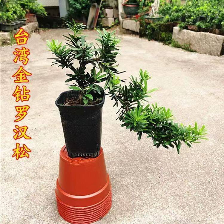 罗汉松盆景金钻米叶雀舌小叶罗汉松造型室内阳台好养四季常青