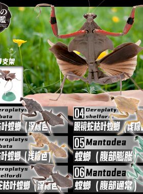 仿真昆虫扭蛋生物大图螳螂02