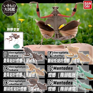 O乐翻天O万代 仿真昆虫扭蛋 生物大图鉴系列 02 枯叶螳螂 第二弹
