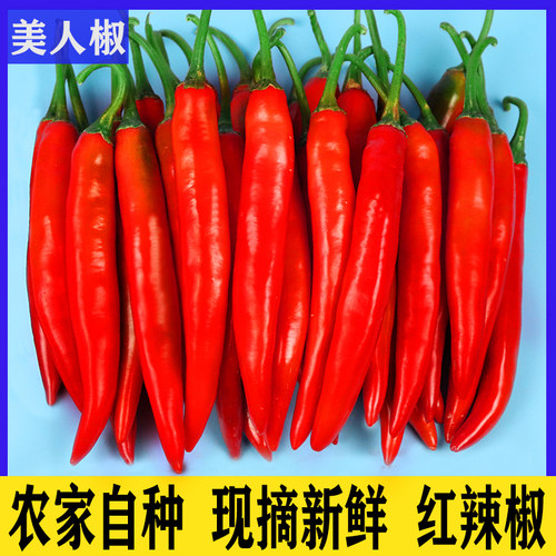 农户现摘微辣新鲜红辣椒美人椒海椒杭椒泡椒尖椒椒酱剁椒二荆条线