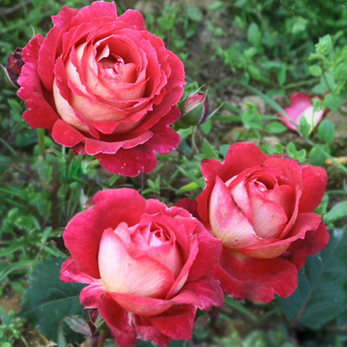 欧月马萨德医生法国大花强草莓香味双色玫瑰苗月季阳台盆栽医生