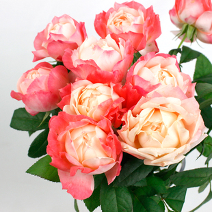 苹果运气 日本超新品月季多头强香包对版四季开花灌木