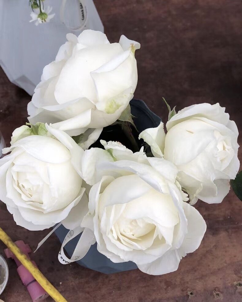山姆月季 新品 dd白 日本切花 大花 浓香 灌木月季 直立型很好