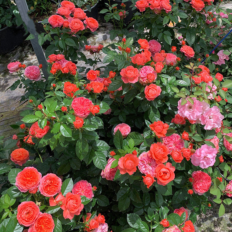 山姆月季 点火樱桃 新品丰花勤花多头群开 灌木盆栽多季 扦插