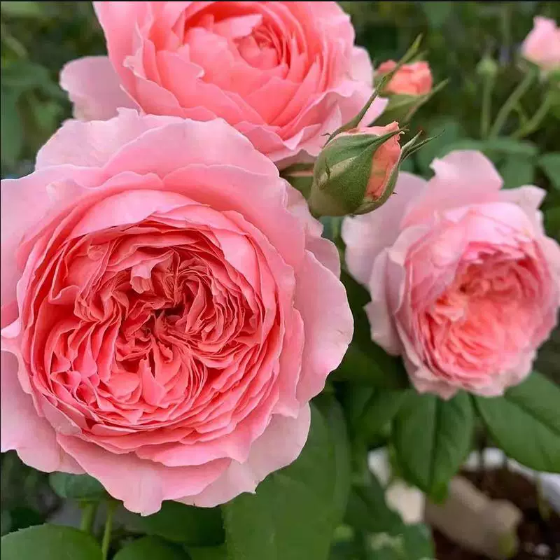 浓香 安索菲比克月季花苗开花玫瑰花室内阳台盆栽四季好养卉树苗