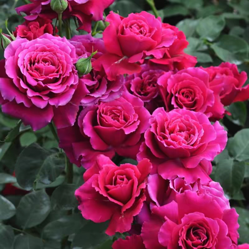 超新品红丘又叫天家胭脂月季苗河本纪念系列大花浓香四季开花