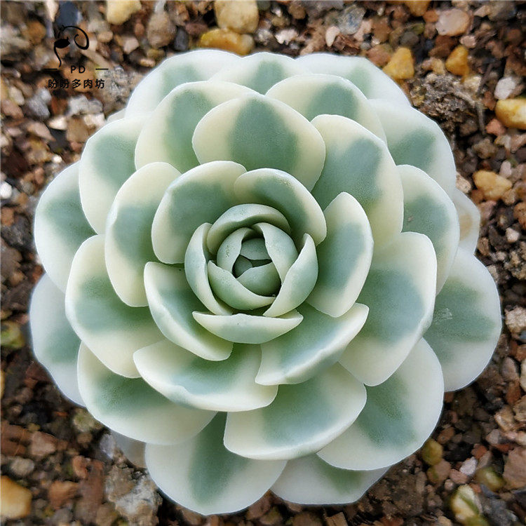 多肉富士富士锦白覆轮锦凤凰中斑锦金星锦多肉一物一拍盼盼多肉坊