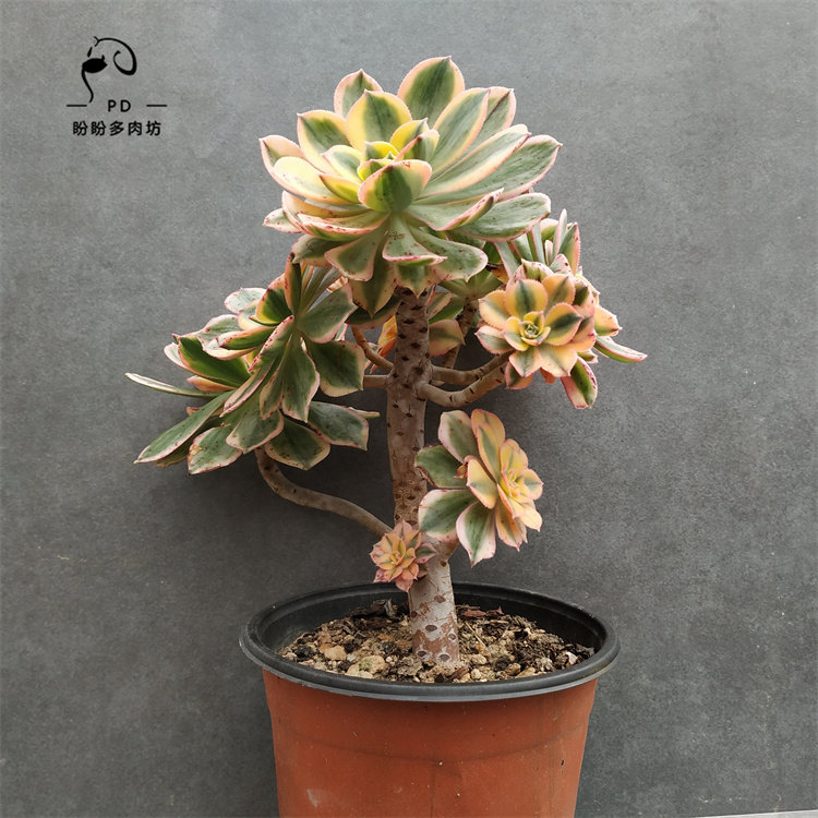 多肉灿烂小老桩灿烂法师老桩群生一物一拍盼盼多肉坊