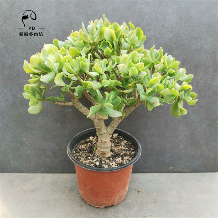 多肉花月系海带花月老桩知更鸟多肉植物一物一拍盼盼多肉坊