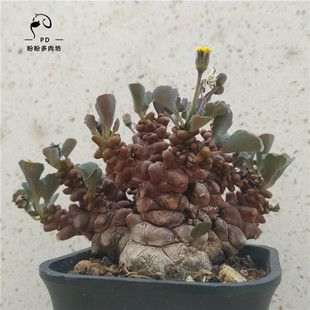 多肉菊科块茎厚敦菊蛮鬼塔变异多头造型老桩一物一拍盼盼多肉坊
