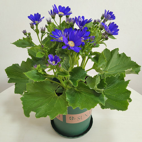 大盆精品瓜叶菊盆栽所见即所得