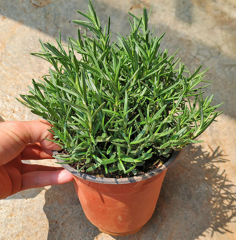 迷迭香绿植盆栽可食用带香味阳台