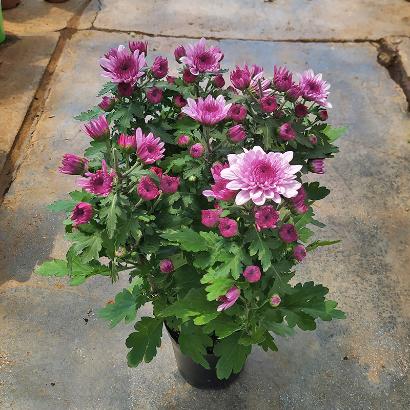 大冠幅荷兰菊花苞超多四季好养