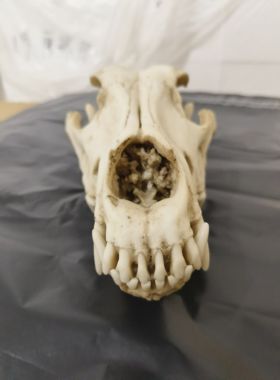 狼头骨一比一复刻树脂仿真教学参考树脂模型工艺品博物馆收藏展览