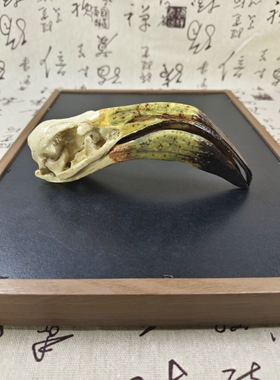 仿真火烈鸟头骨模型一比一复刻动物头骨树脂摆件绘画教学展览模型
