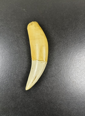 仿真树脂虎牙模型文玩牙齿吊坠把件工艺品可把玩收藏虎牙树脂模型