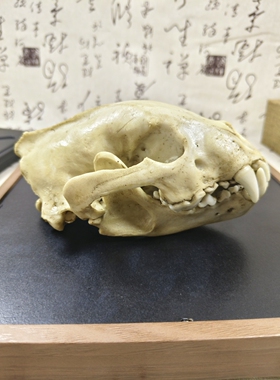 狼獾头骨模型仿真动物头骨教学绘画树脂模型工艺品博物馆收藏展览