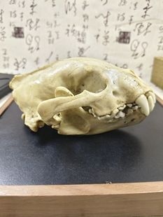 狼獾头骨模型仿真动物头骨教学绘画树脂模型工艺品博物馆收藏展览