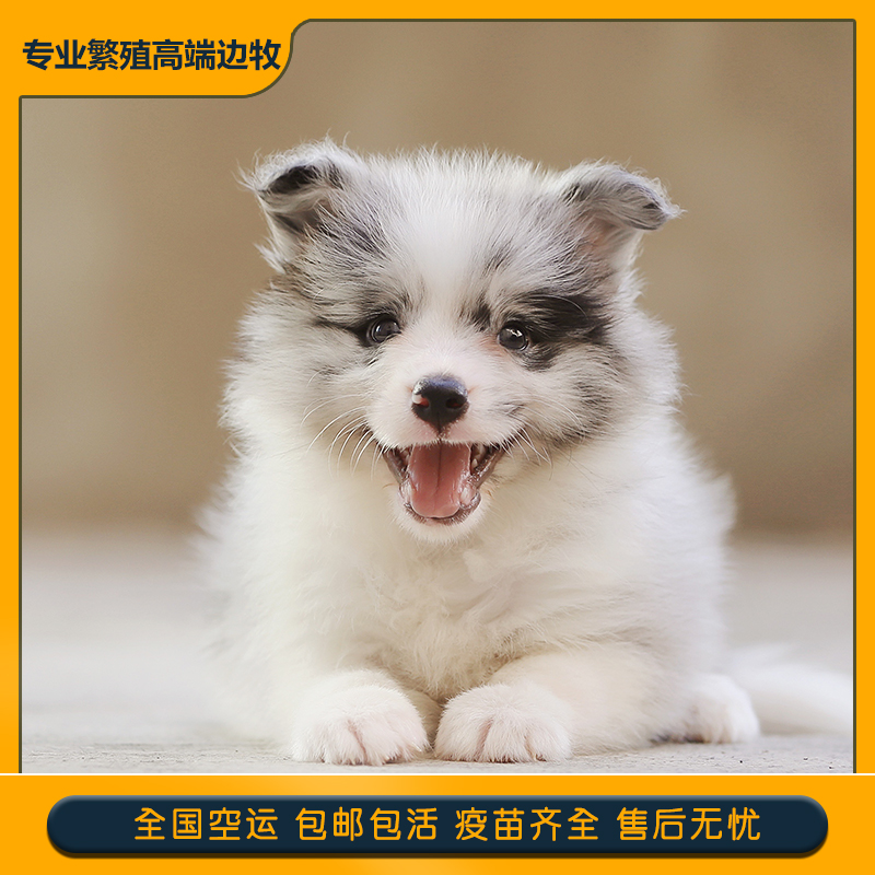 边牧幼犬纯种活体陨石宠物狗犬舍高智商赛级双血统边境牧羊犬