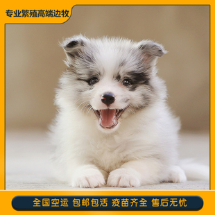 边牧幼犬纯种活体陨石宠物狗犬舍高智商赛级双血统边境牧羊犬