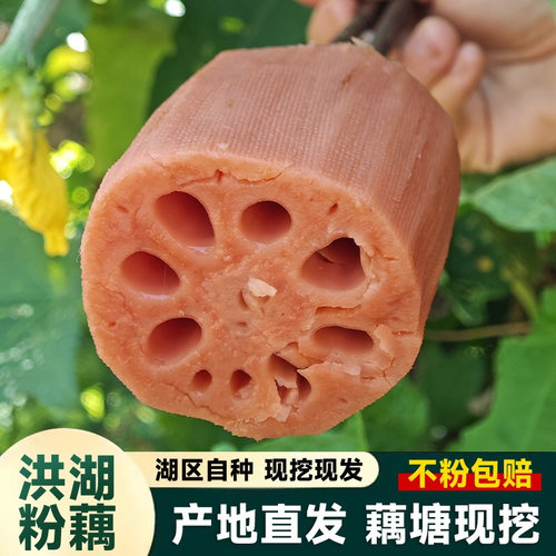 洪湖煲汤粉藕糯米藕面藕粉糯香甜