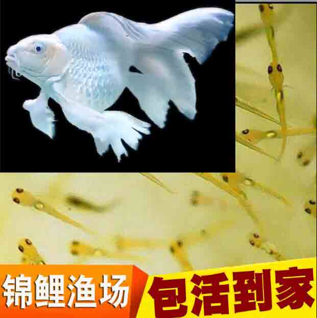 精品短身白蝴蝶鲤水花苗纯种大正三色丹顶锦鲤水花昭和水花苗