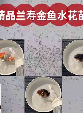观赏鱼金鱼水花金鱼鱼苗鎏金龙睛狮子头兰寿虎头泰狮金鱼水花鱼苗
