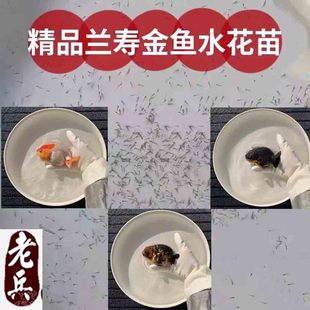 观赏鱼金鱼水花金鱼鱼苗鎏金龙睛狮子头兰寿虎头泰狮金鱼水花鱼苗