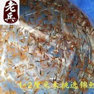 冷水观赏鱼纯种锦鲤红白大正三色寸片耐活小鱼幼苗夏花饲料鱼鱼苗