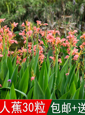水生花卉籽水生美人蕉种子四季可播粉色美人蕉红艳蕉小花小芭蕉