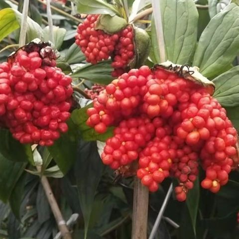 云南粉质重楼种子高杆重楼种子独角莲七叶一枝花种子提供种植技术图片