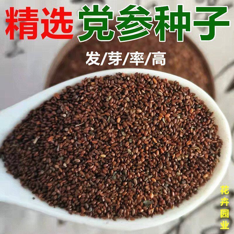 正品党参种子特级新鲜野生党参种籽甘肃岷县中药材参种孑优质图片