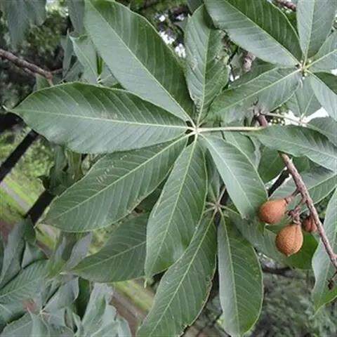 七叶树种子 当年新踩 梭椤子 天师栗 七叶树小苗种子林木种籽新采
