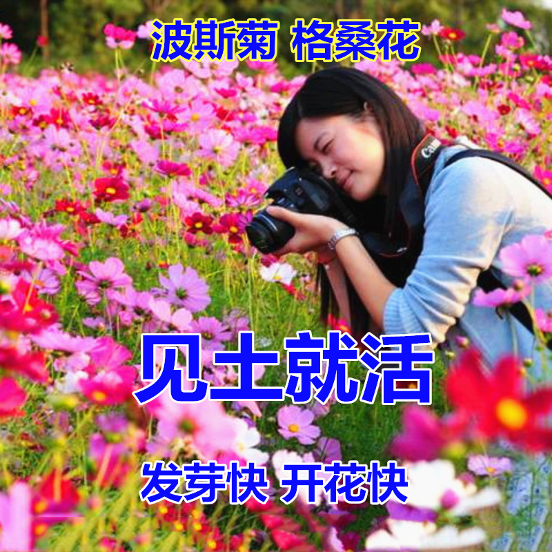 波斯种子易活庭院室外野花组合