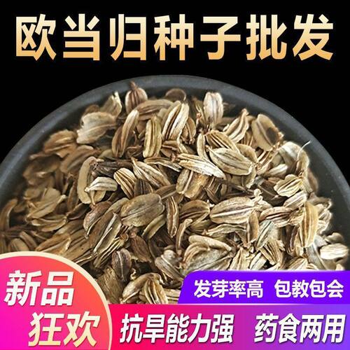 新鲜种子野生欧种籽材种植苗苦参种孑
