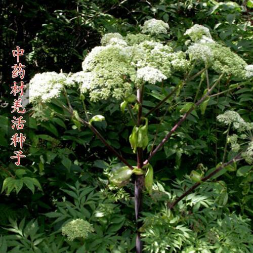 羌活种子四季种植用种籽籽多年生简单易种羌活苗药材种籽