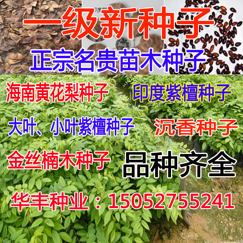 正宗海南黄花梨种子沉香种子籽小叶紫檀种子菩提种子金丝楠木种子