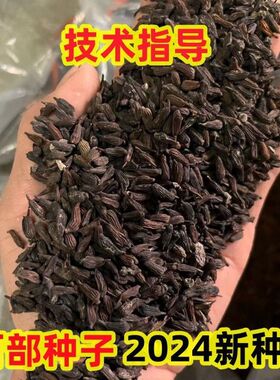 红花白花对叶百部种子种苗品种包邮发货2024新种