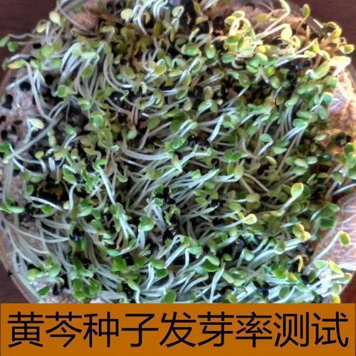药材种子纯新优质黄芩种子 黄芩籽春夏秋播种干旱地可种