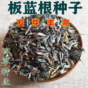 新板蓝根种子材种籽大青叶种子蓝靛青靛药食兼用散装板蓝根籽