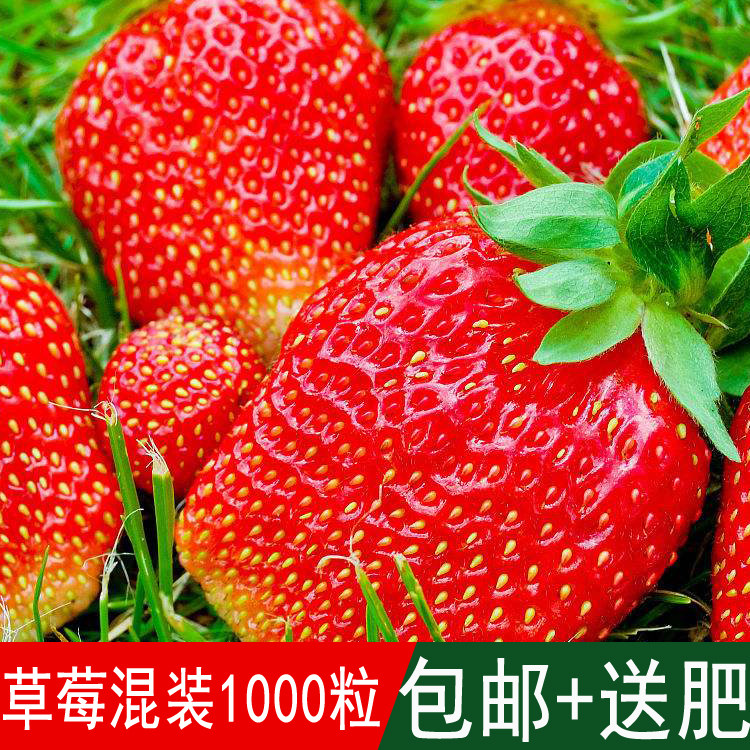 家庭阳台花卉盆栽草莓种子四季播蔬菜种子奶油水果冬季菜籽包邮