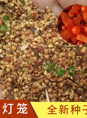 野生锦灯笼种子山姑娘红灯笼金姑娘 金灯姑碾儿甜姑娘种籽盆栽苗